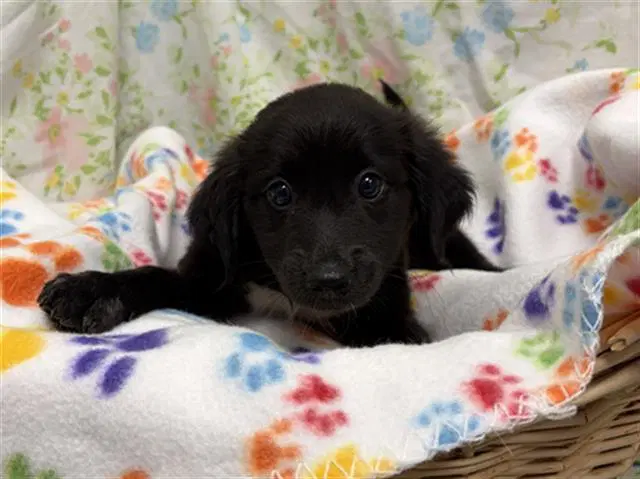 Rose - Border Collie
