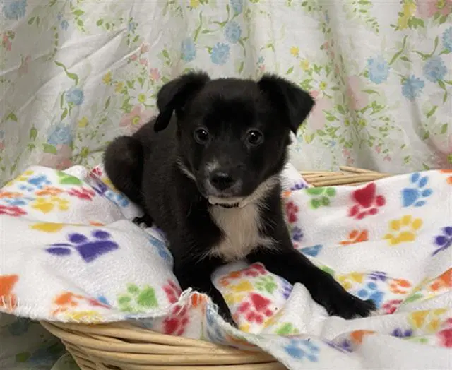 Mary - Border Collie