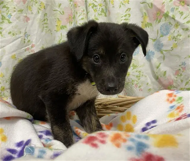 Smoke - Border Collie