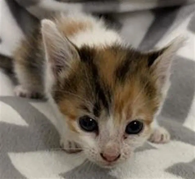 Sherry - Domestic Short Hair
