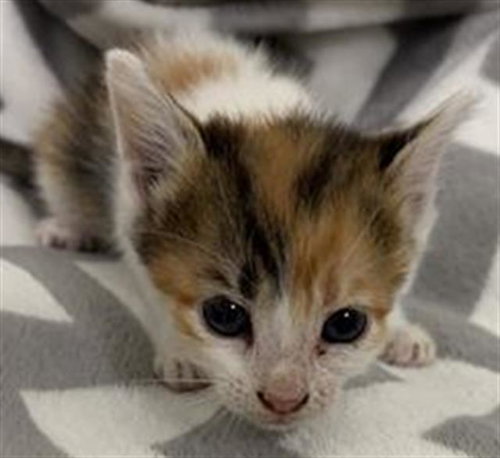 SHERRY, a cat for adoption from Fort Bend County Animal Services