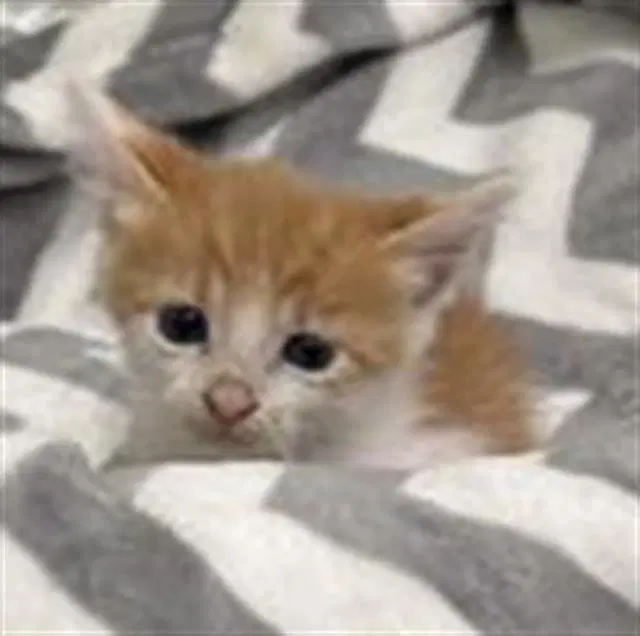 Jerry - Domestic Short Hair