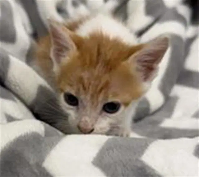Garry - Domestic Short Hair