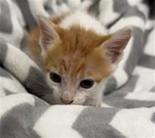 GARRY, a cat for adoption from Fort Bend County Animal Services