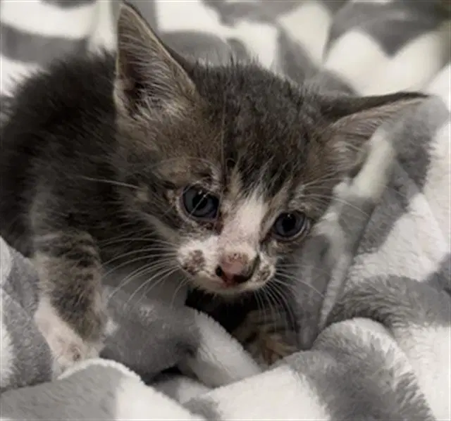 Billy - Domestic Short Hair