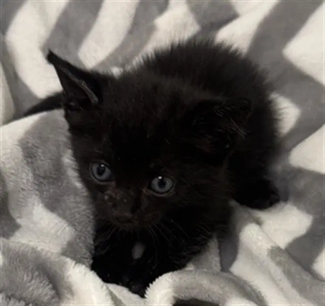 Stu - Domestic Short Hair