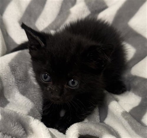 Stu, Domestic Short Hair (medium coat)