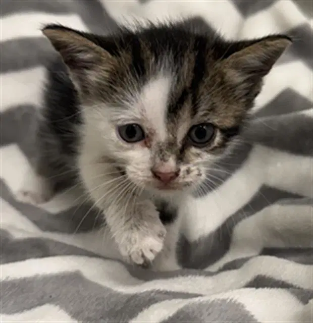 Roman - Domestic Short Hair