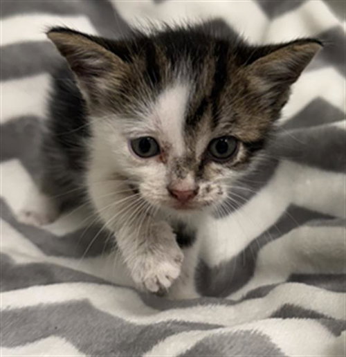 Roman, Domestic Short Hair (medium coat)
