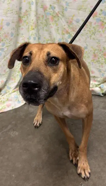 Jaslyn - Black Mouth Cur