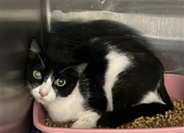 Unknown - Domestic Short Hair