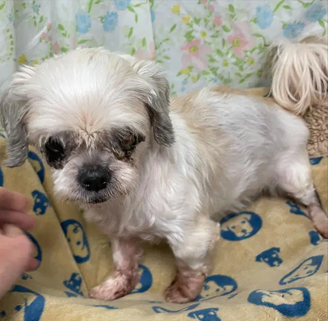 Wren - Shih Tzu