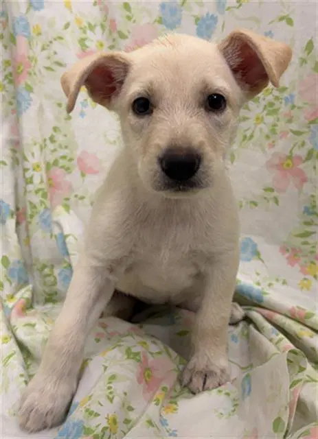 Snickers - Labrador Retriever