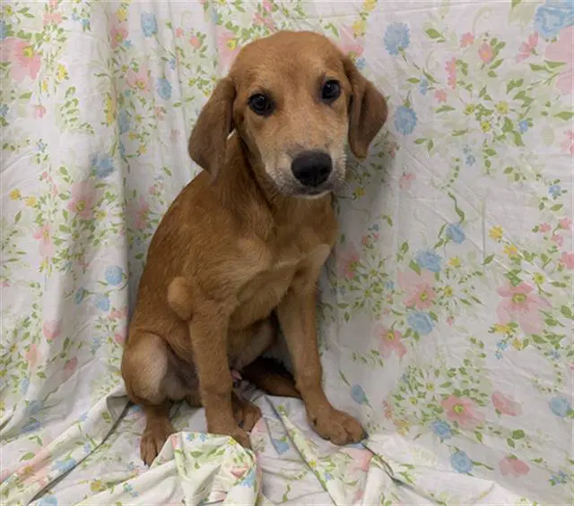Ordon - Labrador Retriever