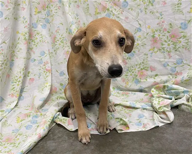 Olive - Labrador Retriever
