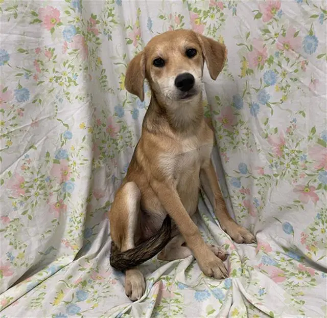 Odette - Labrador Retriever