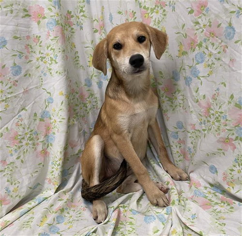 Odette, Labrador Retriever / Mixed (medium coat)