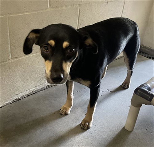Naya, Labrador Retriever / Doberman Pinscher / Mixed (medium coat)