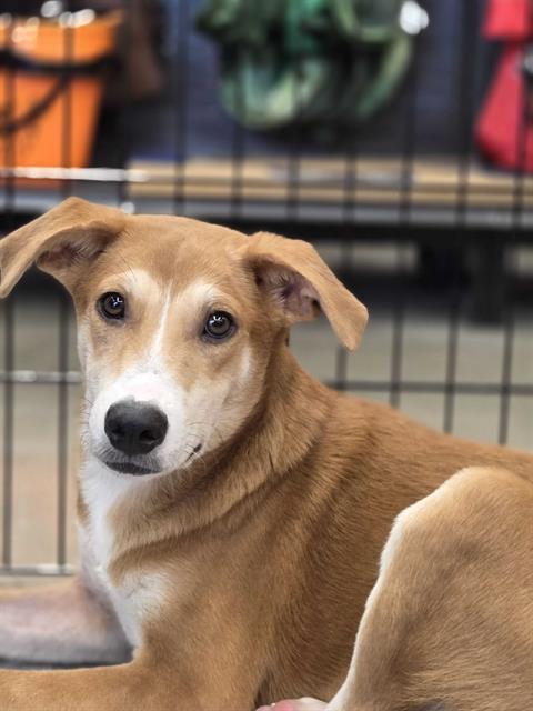 Doughboy, Labrador Retriever / Mixed (medium coat)