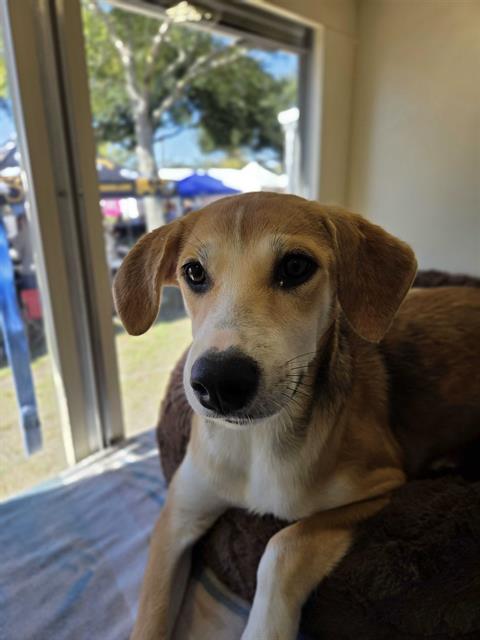 Reva, Labrador Retriever / Mixed (medium coat)