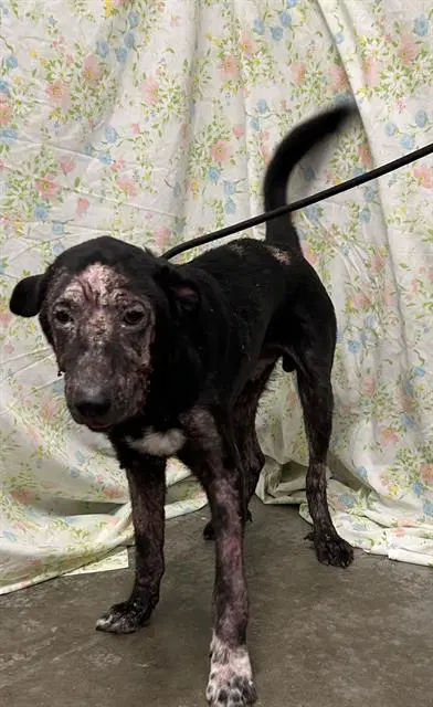 Toad - Labrador Retriever