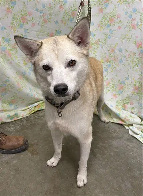 Bear - Husky