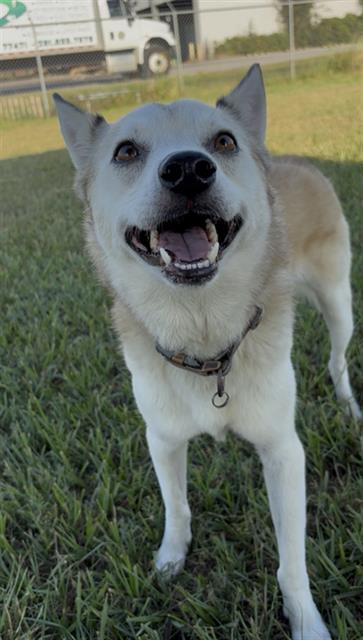 BEAR, a dog for adoption from Fort Bend County Animal Services