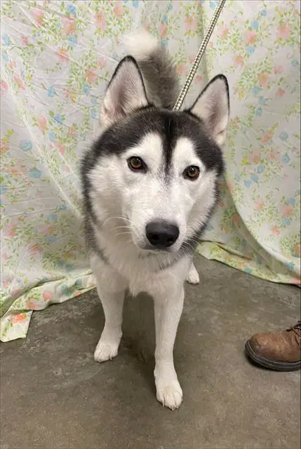 Unknown - Husky