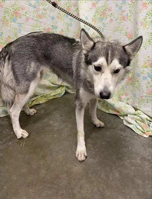 Unknown - Husky