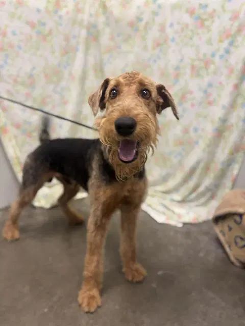 Tom Tom - Airedale Terrier