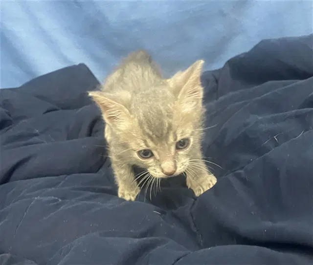 Leroy - Domestic Short Hair