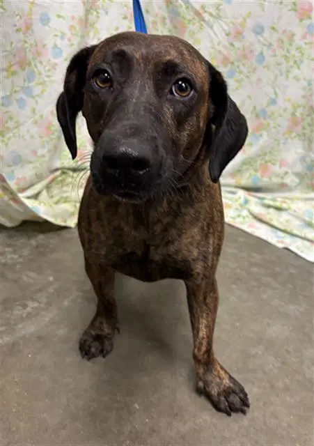 Melody - Dachshund
