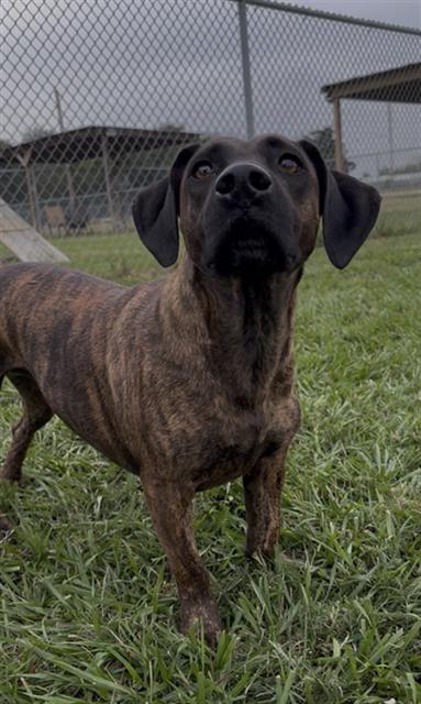 Melody, Dachshund / Mixed (medium coat)