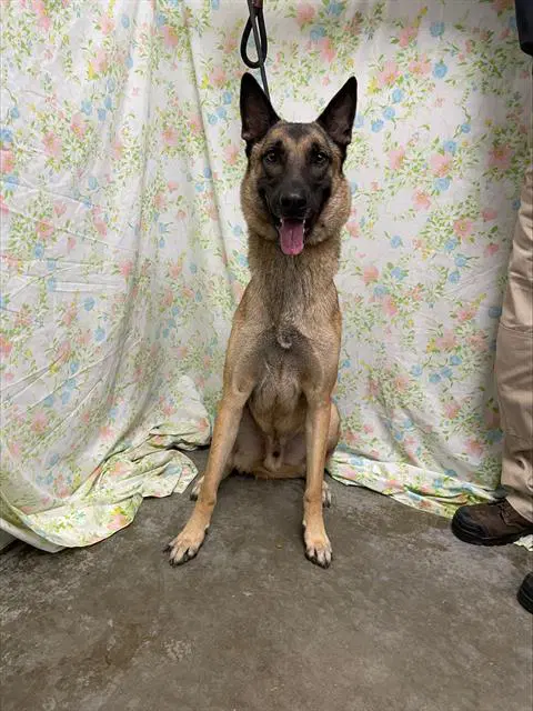 Maxx - Belgian Shepherd Malinois