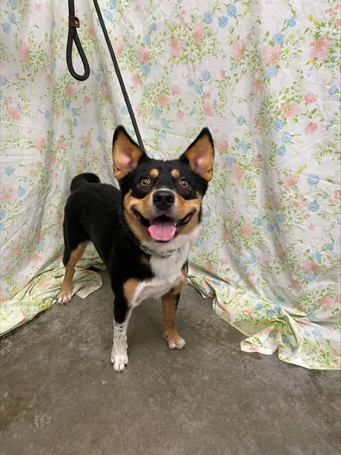 Manny - Australian Cattle Dog/Blue Heeler
