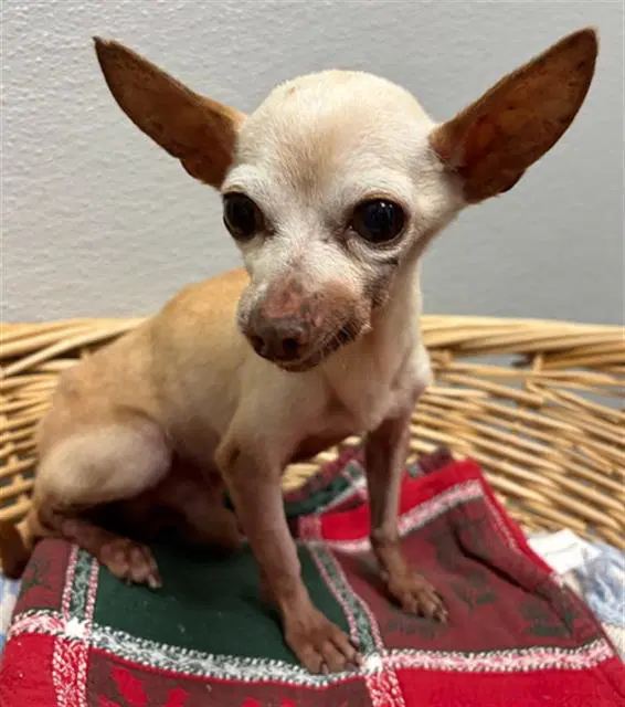 Big Al - Chihuahua