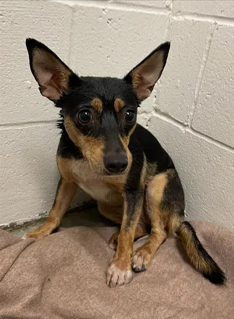 Pookie - Miniature Pinscher
