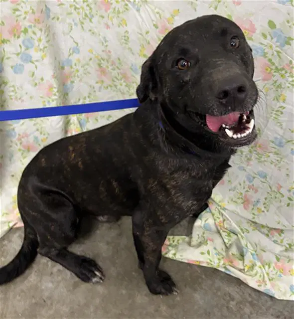 Diesel - Labrador Retriever
