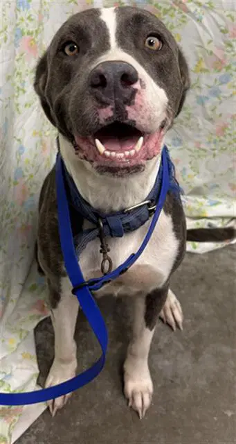 Drusilla - American Bulldog