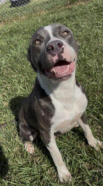 Drusilla, American Bulldog / Mixed (medium coat)