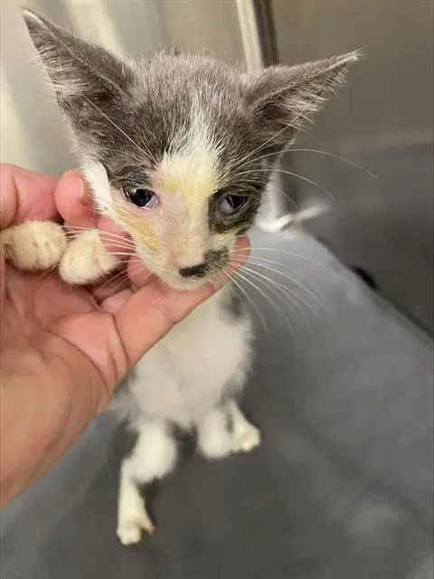 Erma - Domestic Short Hair
