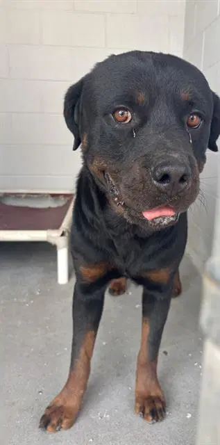 Oso - Rottweiler