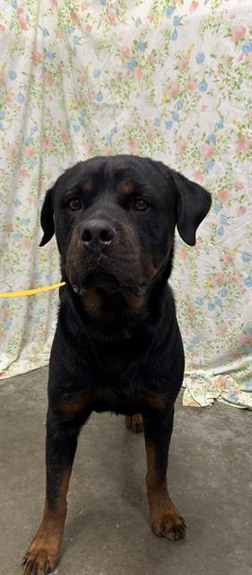 Oso, Rottweiler (medium coat)