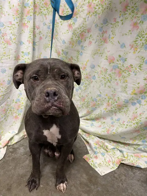 Boo Boo - American Bulldog