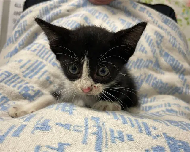Mitzy - Domestic Short Hair