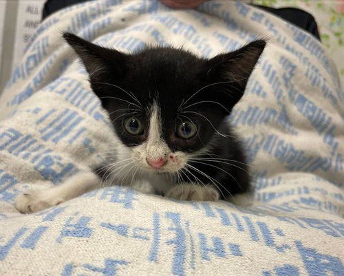 MITZY, a cat for adoption from Fort Bend County Animal Services