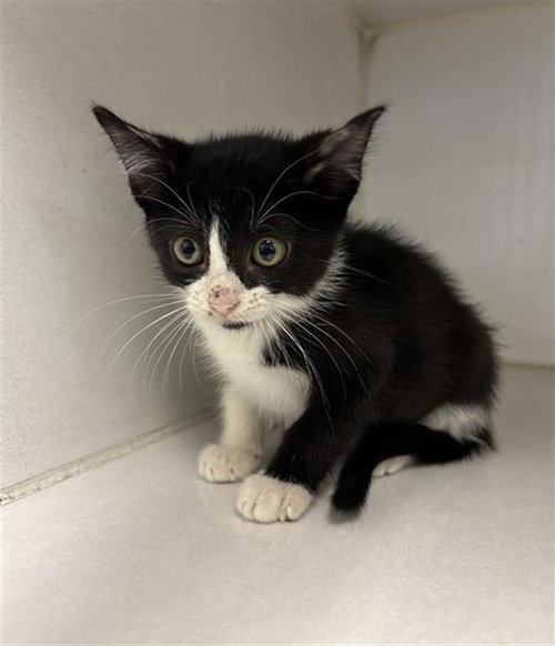 Mitzy, Domestic Short Hair (medium coat)