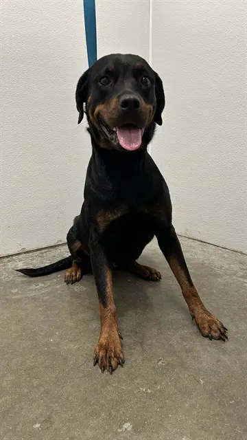 Darlin - Rottweiler