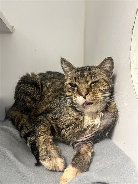 MABEL, a cat for adoption from Fort Bend County Animal Services