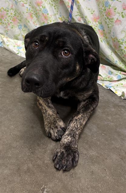 Batman, German Shepherd Dog (medium coat)